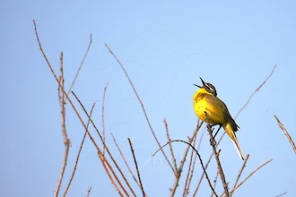 Western yellow wagtail (Motacilla flava)