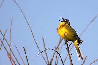 Western yellow wagtail (Motacilla flava)
