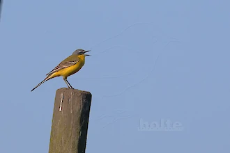 Western yellow wagtail (Motacilla flava)