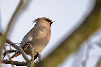 Waxwing (Bombycilla garrulus)