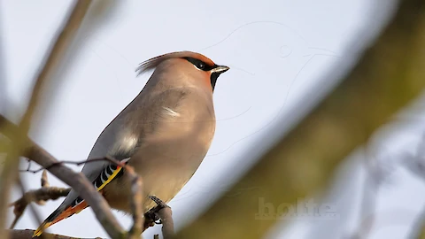 Waxwing (Bombycilla garrulus)