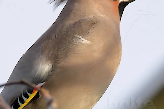 Waxwing (Bombycilla garrulus)