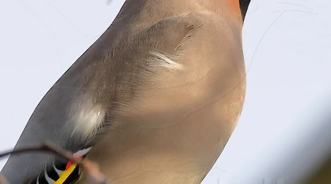 Waxwings