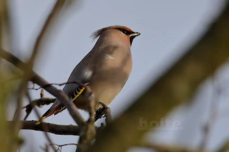 Waxwing (Bombycilla garrulus)