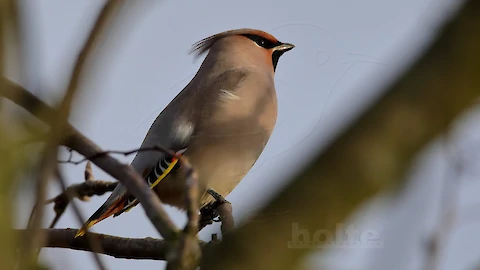 Waxwing (Bombycilla garrulus)
