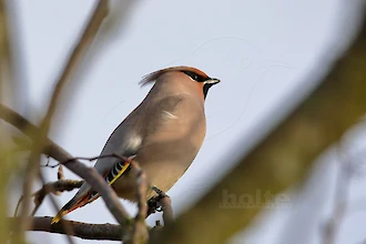 Waxwing (Bombycilla garrulus)