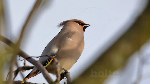 Waxwing (Bombycilla garrulus)