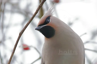 Waxwing (Bombycilla garrulus)