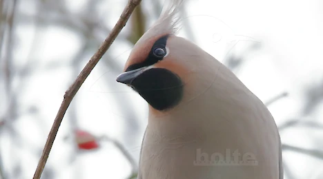 Waxwings