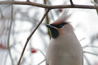 Waxwing (Bombycilla garrulus)