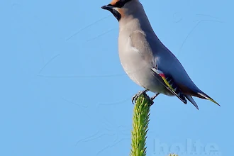 Waxwing (Bombycilla garrulus)