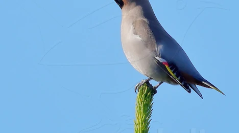 Waxwings