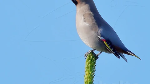 Waxwing (Bombycilla garrulus)