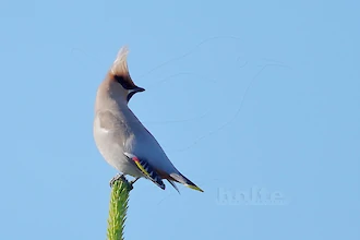 Waxwing (Bombycilla garrulus)