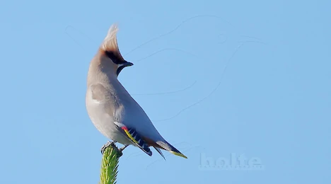 Waxwings