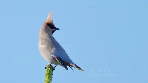Waxwing (Bombycilla garrulus)