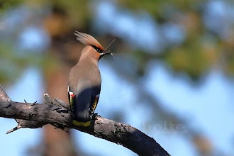 Waxwing (Bombycilla garrulus)