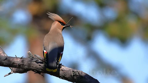 Waxwing (Bombycilla garrulus)