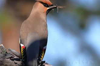Waxwing (Bombycilla garrulus)