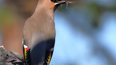 Waxwing (Bombycilla garrulus)