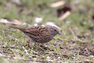 Dunnock (Prunella modularis)