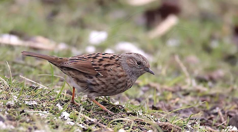 Accentors