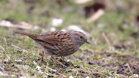 Heckenbraunelle (Prunella modularis)