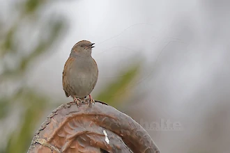 Dunnock (Prunella modularis)