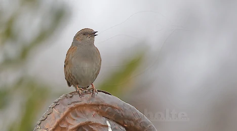 Accentors