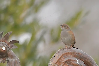Dunnock (Prunella modularis)