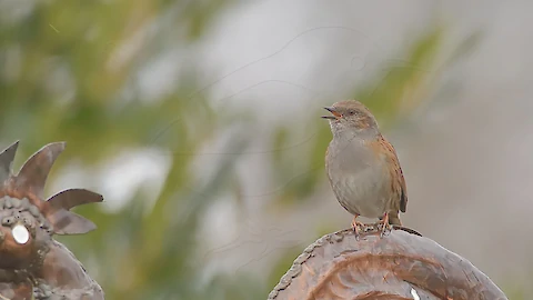 Heckenbraunelle (Prunella modularis)