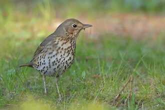 Songthrush (Turdus philomelos)