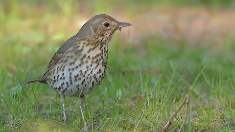 Singdrossel (Turdus philomelos)