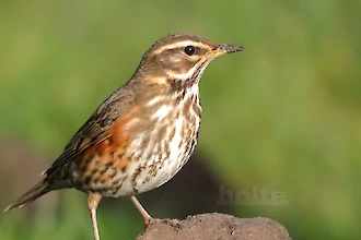 Redwing (Turdus iliacus)