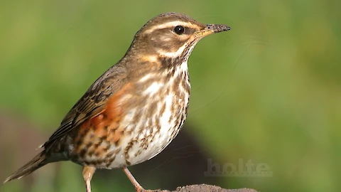 Rotdrossel (Turdus iliacus)