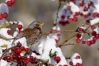 Fieldfare (Turdus pilaris)