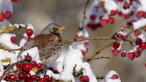 Wacholderdrossel (Turdus pilaris)