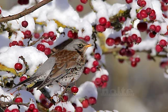Fieldfare (Turdus pilaris)