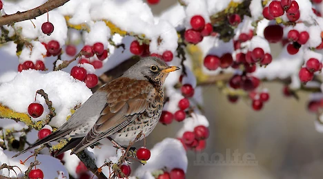 Thrushes