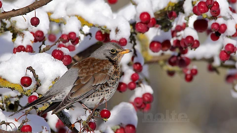 Wacholderdrossel (Turdus pilaris)