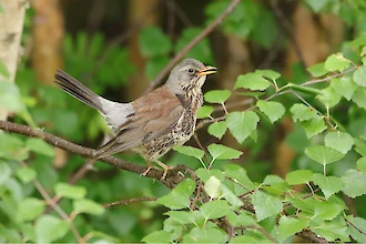 Fieldfare (Turdus pilaris)