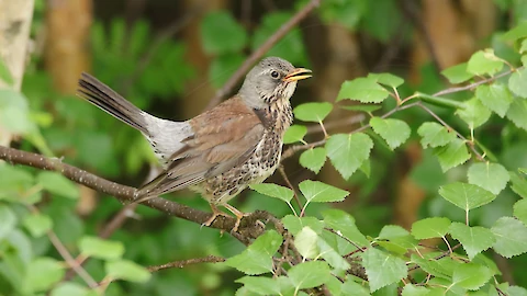 Wacholderdrossel (Turdus pilaris)