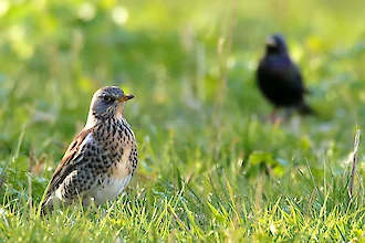 Fieldfare (Turdus pilaris)