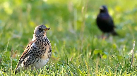 Thrushes