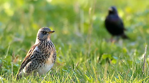 Wacholderdrossel (Turdus pilaris)