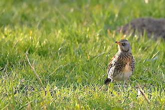 Fieldfare (Turdus pilaris)