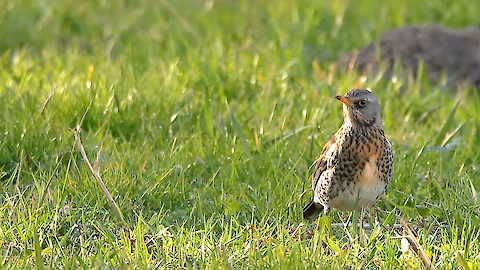 Wacholderdrossel (Turdus pilaris)