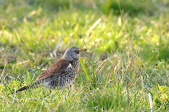 Fieldfare (Turdus pilaris)