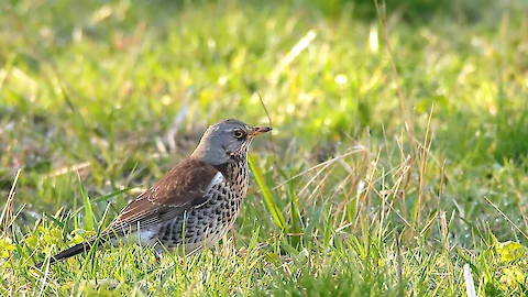 Wacholderdrossel (Turdus pilaris)