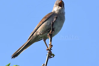 Whitethroat (Sylvia communis)